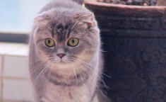 娱乐吃瓜君和折耳猫,揭秘娱乐圈的萌宠故事