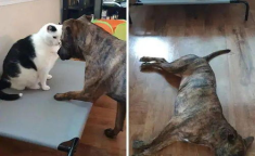 娱乐吃瓜狗,吃瓜狗带你探秘明星幕后故事