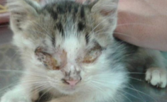 猫传染病,常见病症与预防措施